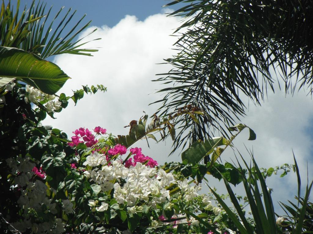 Classique International In Dominica Marigot Zimmer foto